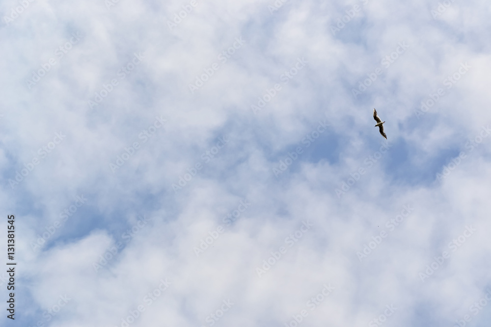Fototapeta premium Blue sky background with clouds and a lone seagull.