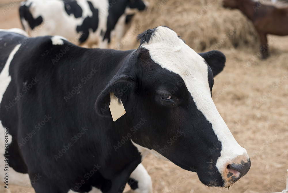 Cows grazing on field.