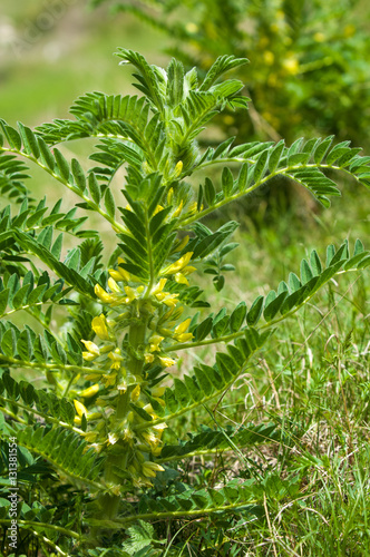 Astragalus. milkvetch. goat's-thorn. vine-like. astragalus sieve photo