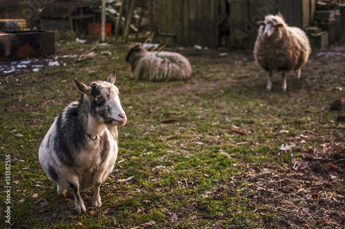 Koza w zagrodzie w towarzystwie owiec