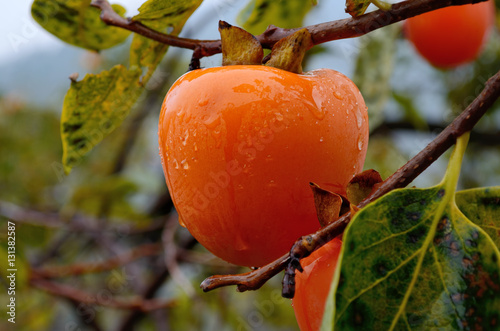 Ripe persimmon in autumn