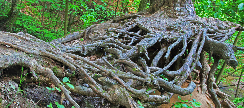 tree roots tree roots