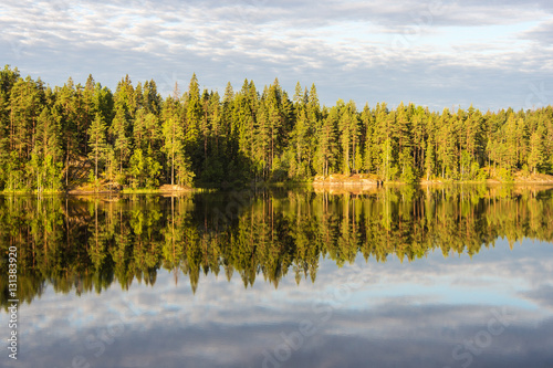 coniferous forest on the shore