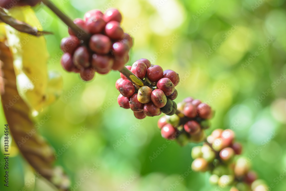 Red Coffee beans on a branch of coffee tree. Red Coffee beans on a branch of coffee tree.