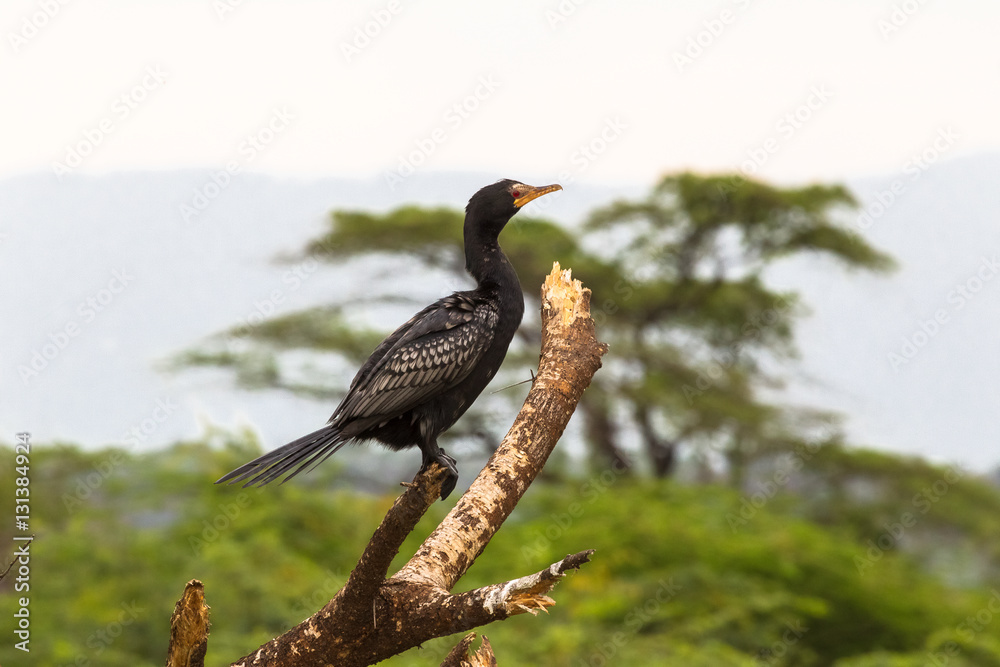 Fototapeta premium Portrait of cormorant. Baringo lake, Kenya