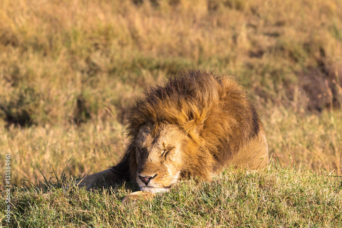 Lion. Asleep king of beasts. Masai Mara, Africa	