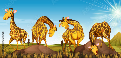 Fototapeta Naklejka Na Ścianę i Meble -  Four giraffes in the field