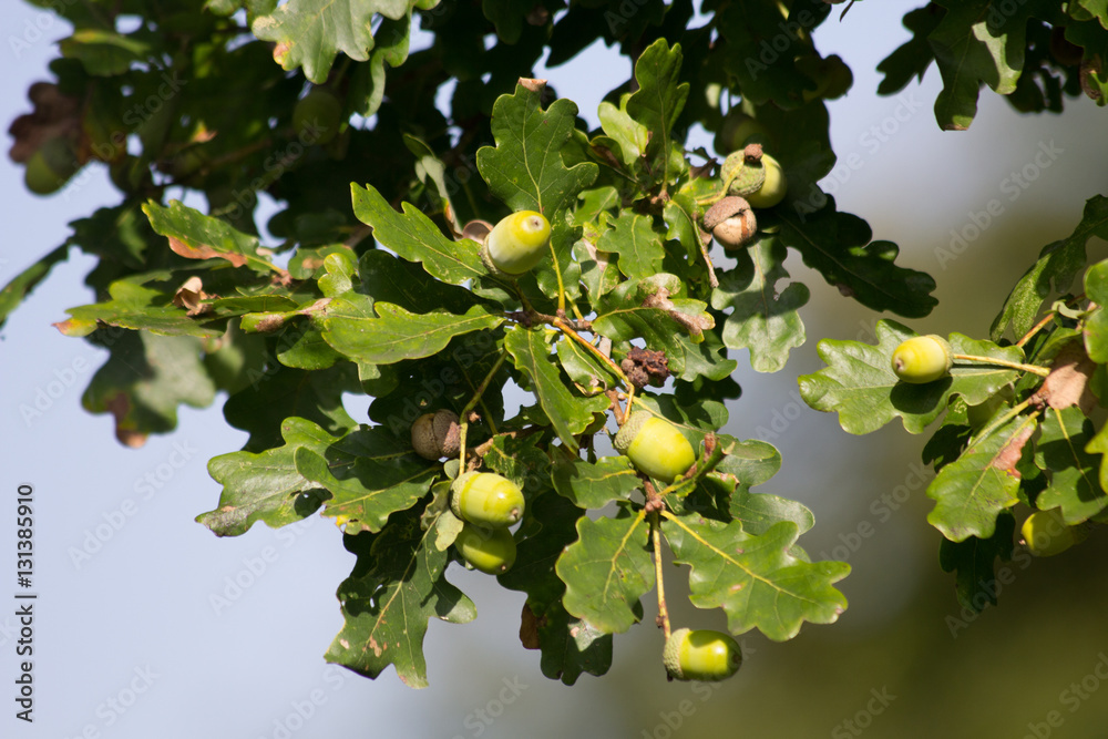 Oak acorn seeds