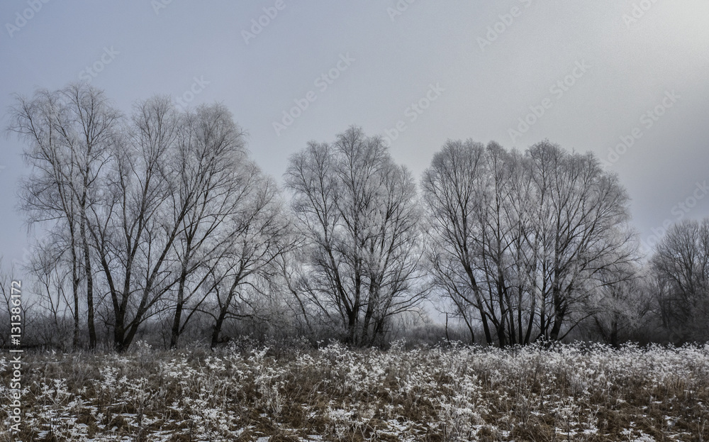 Snow covered grass and trees, winter landscape Snow covered grass and trees, winter landscape