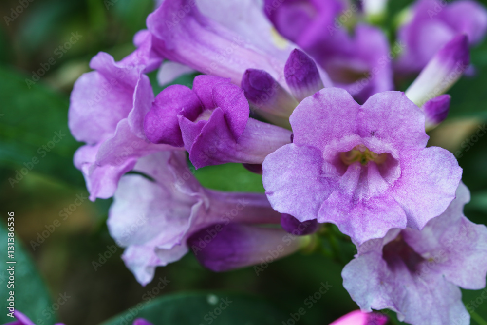 Purple flowers with beautiful on leaf background Purple flowers with beautiful on leaf background