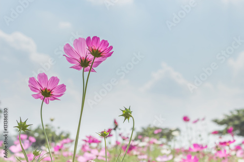 Cosmos flowers © puwa2827