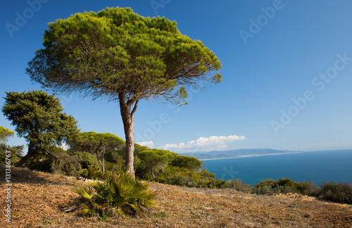 Pina Park and coast cliffs in Costa de la Luz, Spain. photo