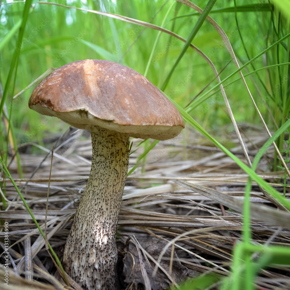 Boletus mushroom growing in the grass Boletus mushroom growing in the grass