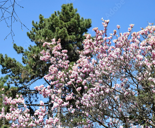 Flowers of the tulip tree in spring time