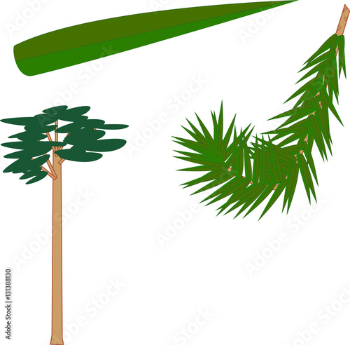 Pine