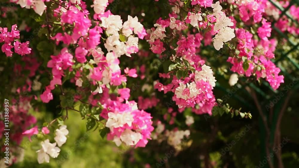 Bougainvillea flowers bush in the garden. The second version.