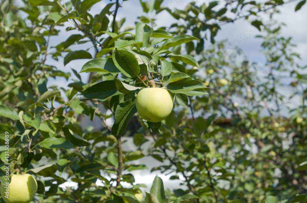 Яблоки зеленые, сорт Антоновка растут на ветке дерева на фоне голубого неба