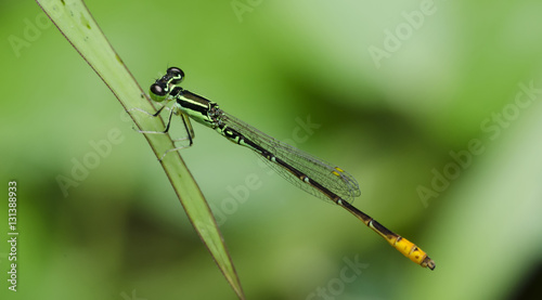 Dragonfly, Dragonflies of Thailand ( Agriocnemis minima ), Dragonfly rest on green grass leaf photo