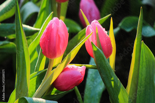 Pink tulip