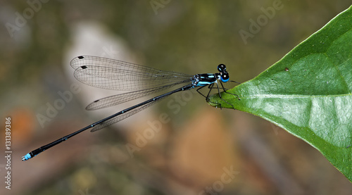 Dragonfly, Dragonflies of Thailand ( Coeliccia didyma ), Dragonfly rest on green leaf