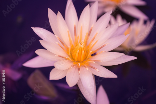 close-up pink lotus