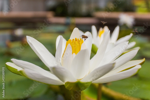 white lotus with bee