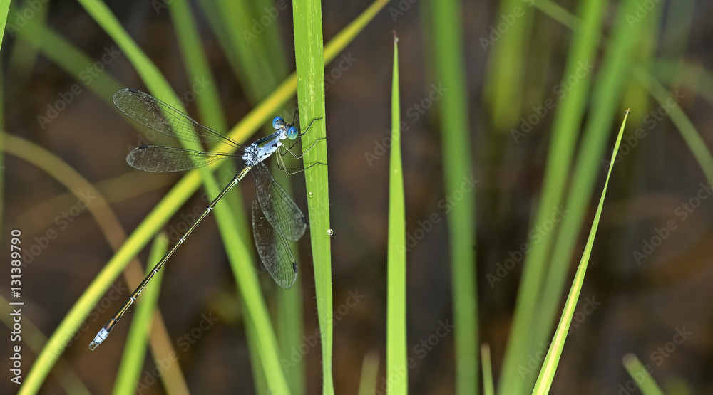 Dragonfly, Dragonflies of Thailand ( Lestes elatus ), Dragonfly rest on green grass leaf