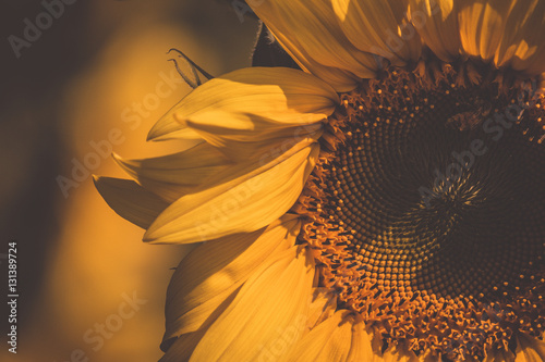 vintage sunflower