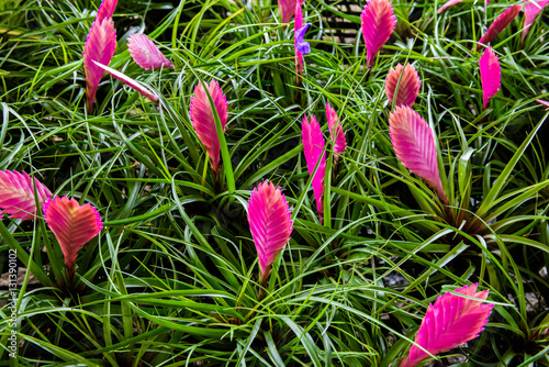 Slika na platnu bromeliad or vriesea splendens flower