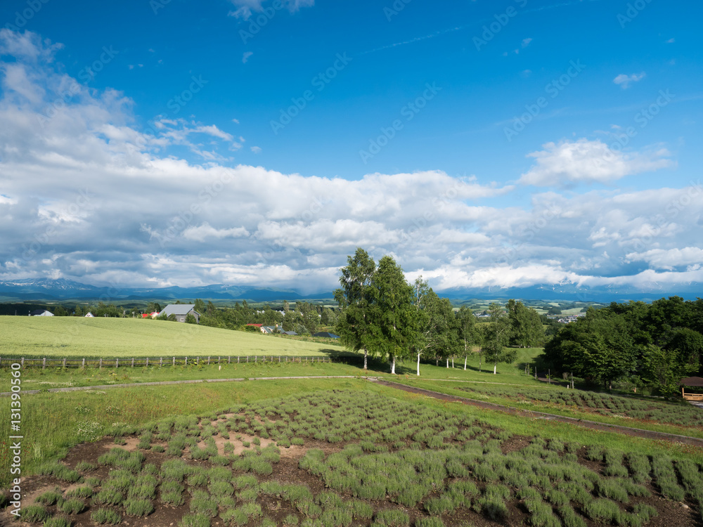 Green field and blue sky in Hokkaido
