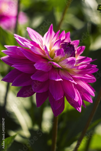 Billede på lærred colourful gerbera