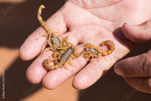 Tiny scorpions on man's hand