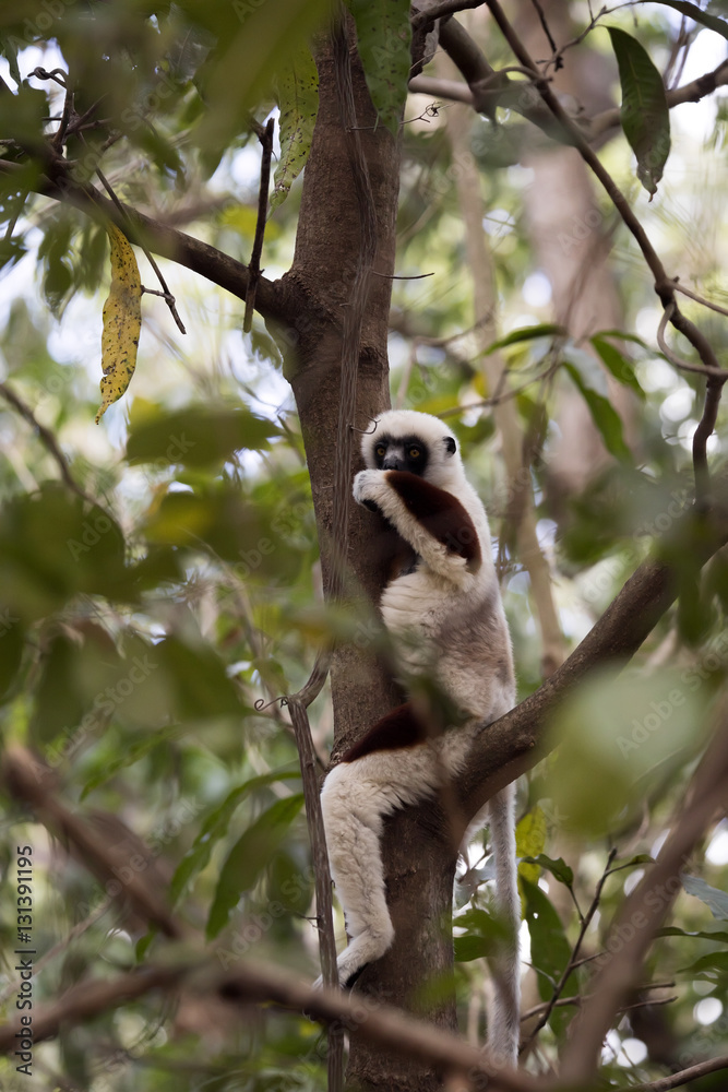 Obraz premium rare lemur Crowned Sifaka, Propithecus Coquerel, feeds on tree leaves, Ankarafantsika Reserve, Madagascar