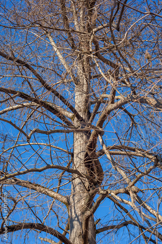 Fototapeta Naklejka Na Ścianę i Meble -  swamp cypress branches on blue sky