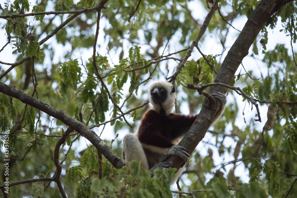 Obraz premium rare lemur Crowned Sifaka, Propithecus Coquerel, watching from a tree nearby, Ankarafantsika Reserve, Madagascar