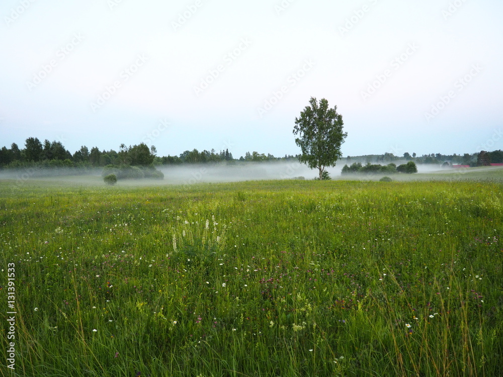 A view of a meadow covered by evening fog in countryside
