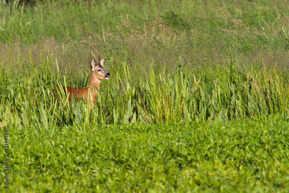 Rehbock im saftigen schmackhaften Grün eines Sumpfes