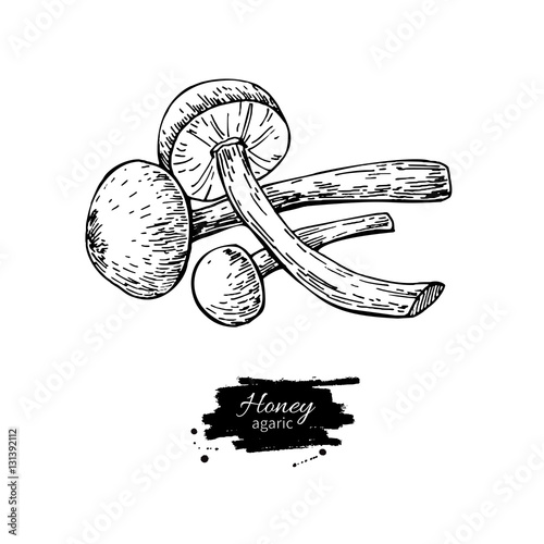 Honey agaric mushroom hand drawn vector illustration. Sketch foo