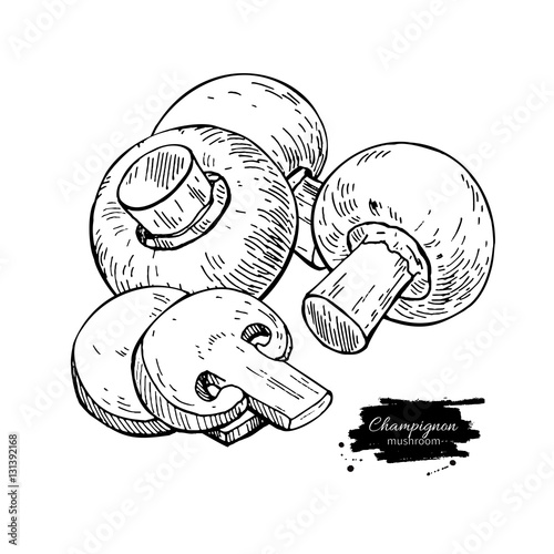 Champignon mushroom hand drawn vector illustration. Sketch food 