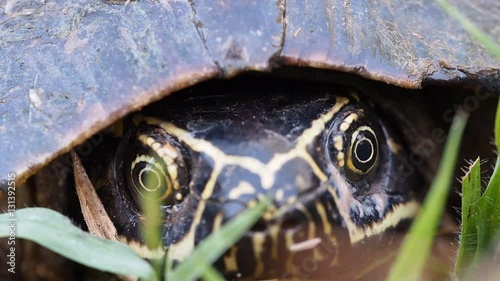 Eyes of The Turtle