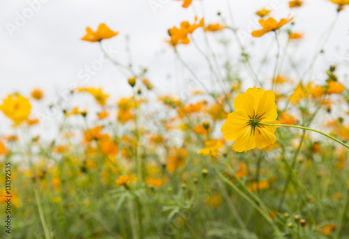beautiful yellow cosmos flower blooming in the garden © sueatechno