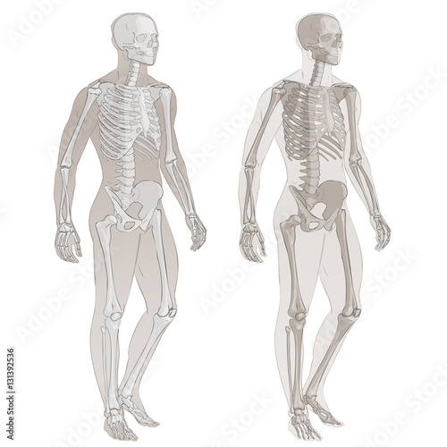 Human body and skeleton
