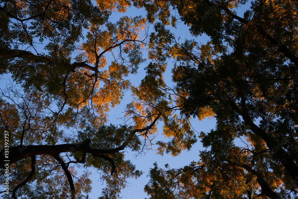 Obraz premium golden hour