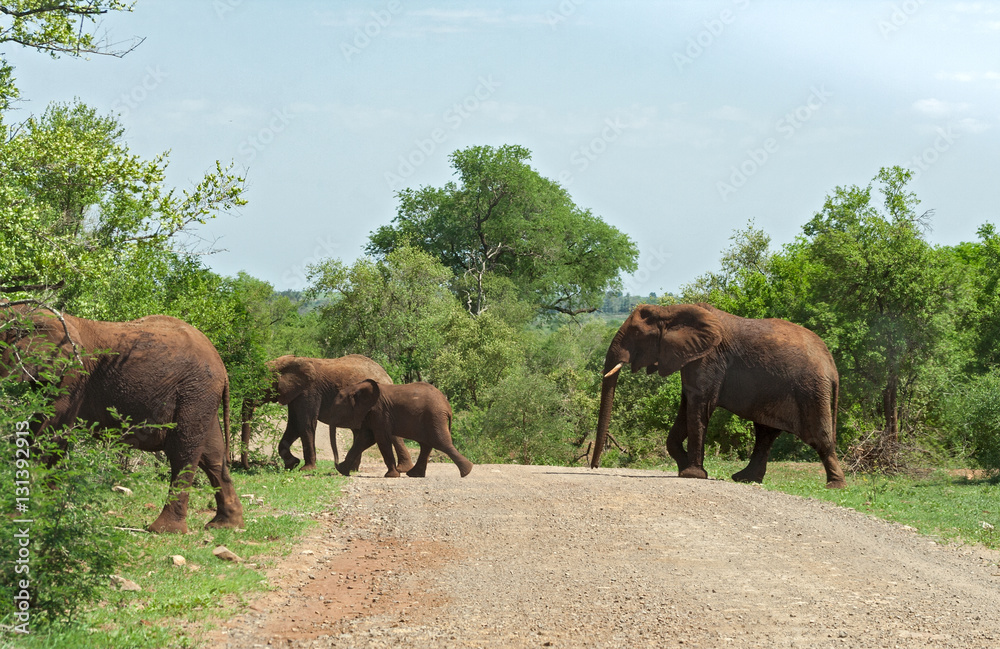 A group of elephants crosses a gravel track in the Kruger National Park, South Africa A group of elephants crosses a gravel track in the Kruger National Park, South Africa