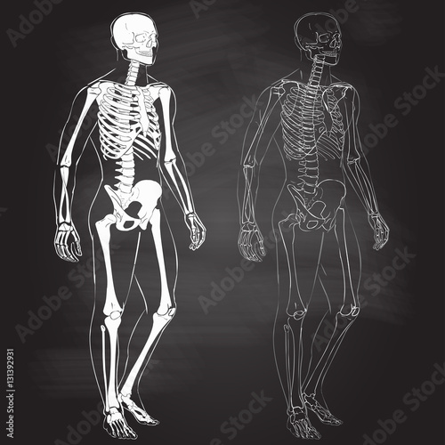 Human body and skeleton