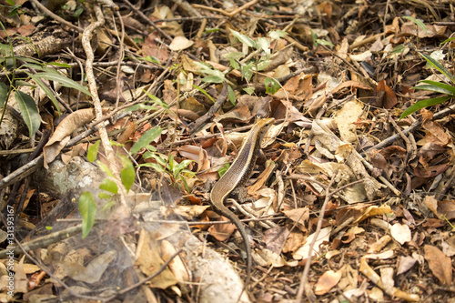 Madagascar girdled lizard, Zonosaurus madagascariensis lives on earth, reservations Tsingy, Ankarana, Madagascar photo