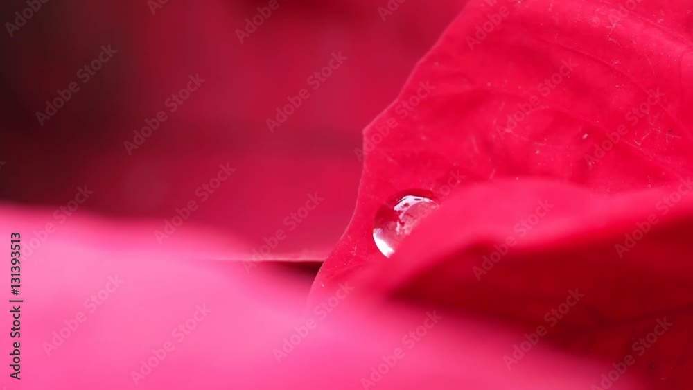 Water Droplet on Red Leaf