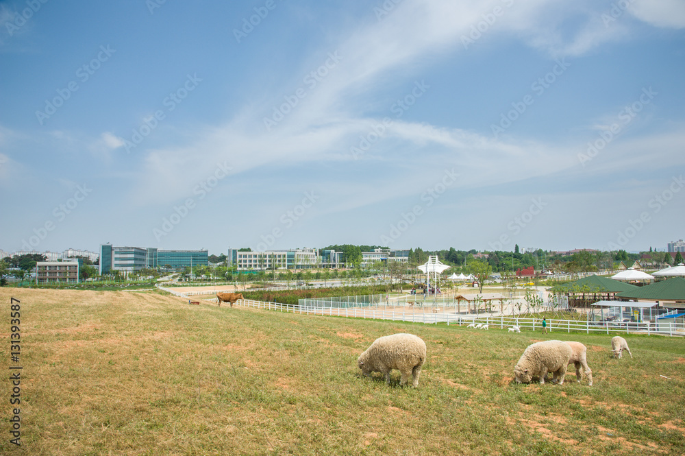 Fototapeta premium lambs on the meadow