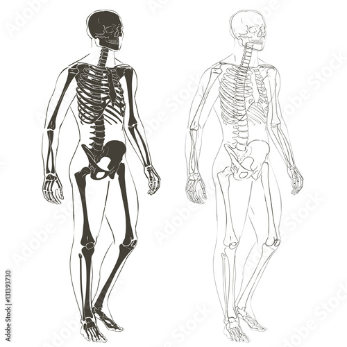 Human body and skeleton