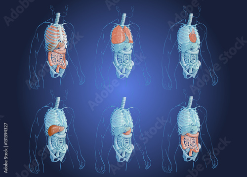 illustration of human organs